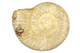 Polished Jurassic Ammonite (Perisphinctes) - Madagascar #256008-1
